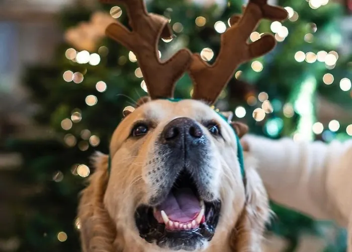 Cucuti Отель типа 